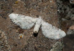 Eupithecia gratiosata