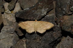 Idaea rufaria
