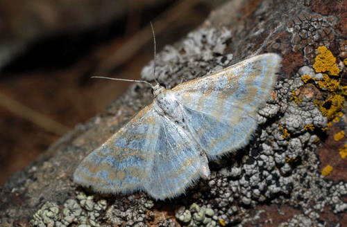 Idaea sericeata
