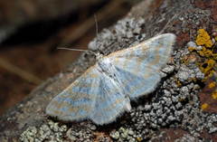 Idaea sericeata