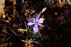 Moraea contorta