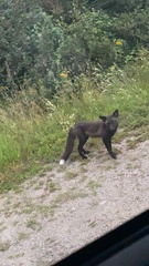 Vulpes vulpes deletrix