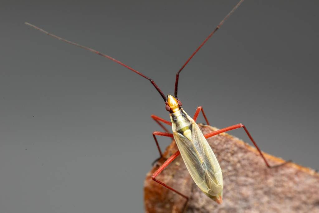 Litomiris curtus