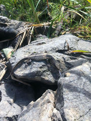 Varanus exanthematicus