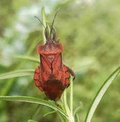Piezogaster auriculatus