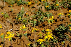 Bertilia hantamensis