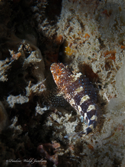 Hypleurochilus bermudensis