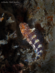 Hypleurochilus bermudensis