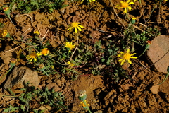 Bertilia hantamensis