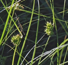 Carex bonariensis