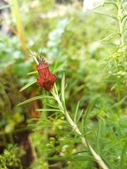 Piezogaster auriculatus