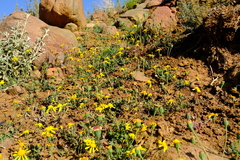 Bertilia hantamensis