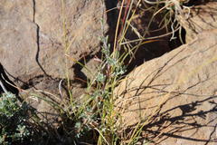 Pentzia quinquefida