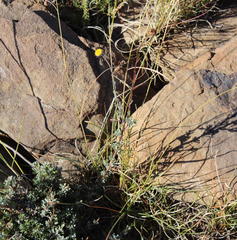 Pentzia quinquefida
