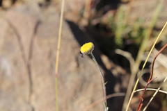 Pentzia quinquefida