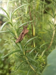 Piezogaster auriculatus