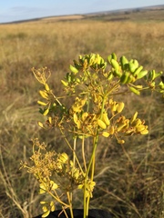 Peucedanum ruthenicum