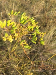 Peucedanum ruthenicum