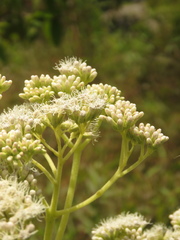 Austroeupatorium inulifolium