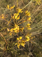 Peucedanum ruthenicum