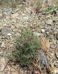 Lomatium hooveri
