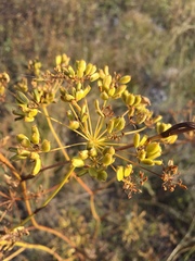 Peucedanum ruthenicum