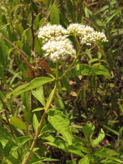 Austroeupatorium inulifolium