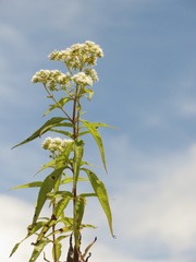 Austroeupatorium inulifolium