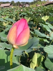 Nelumbo nucifera