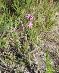Ixia flexuosa