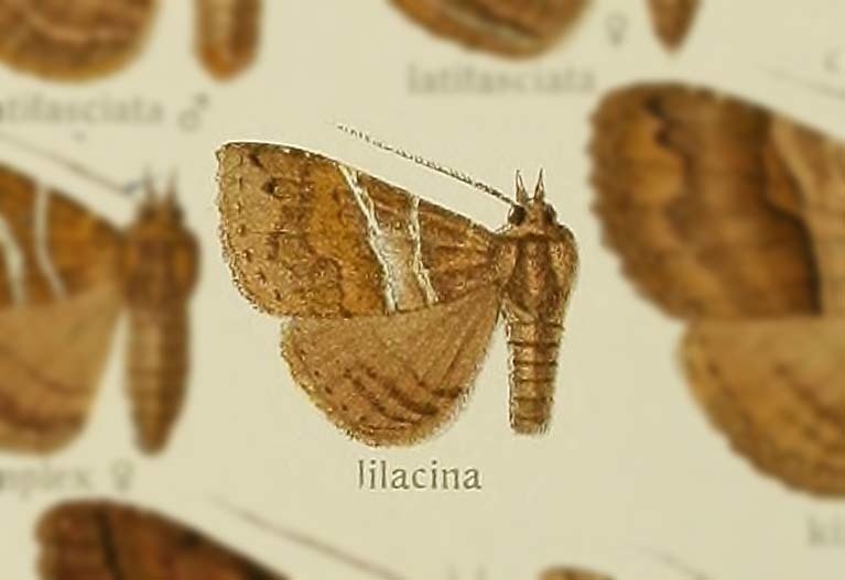 Sypnoides lilacina
