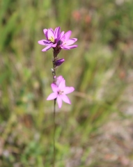 Ixia flexuosa