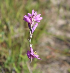 Ixia flexuosa