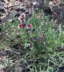 Lomatium hooveri