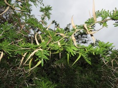 Vachellia kosiensis
