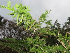 Vachellia kosiensis