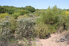 Struthiola striata