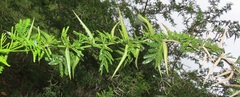 Vachellia kosiensis