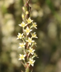 Struthiola striata
