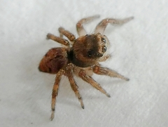 Salticinae