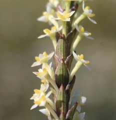 Struthiola striata