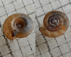 Discus rotundatus