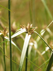 Rhynchospora nervosa