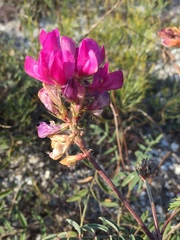 Hedysarum ucrainicum