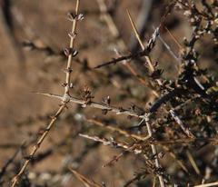 Eriocephalus spinescens