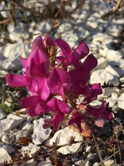 Hedysarum ucrainicum