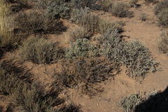 Eriocephalus spinescens