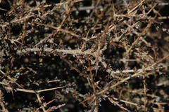 Eriocephalus spinescens