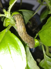 Phlogophora meticulosa