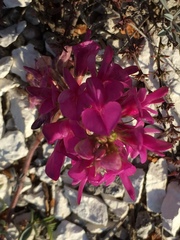 Hedysarum ucrainicum